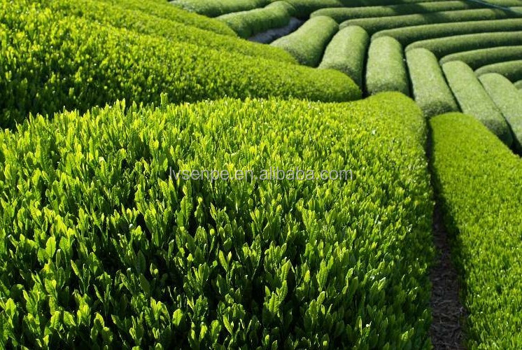 Organic Green Tea Extract,Natural Green Tea Extract Powder,Green Tea Polyphenol