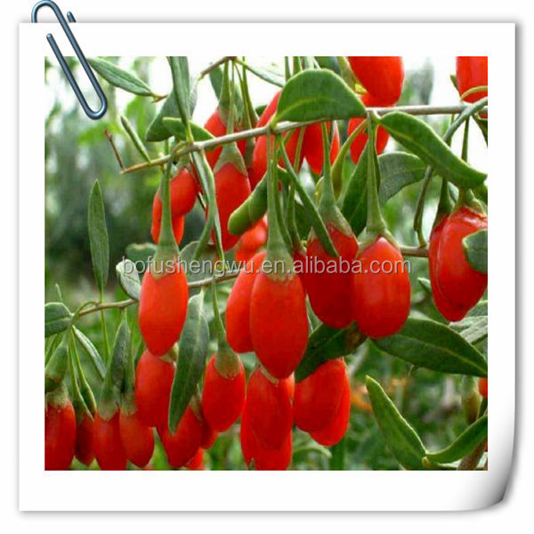 goji berry extract/goji extract/goji berry extract powder