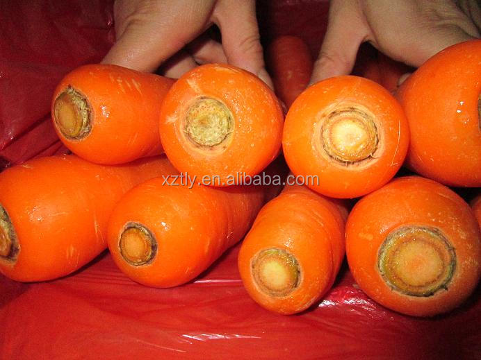 Fresh New carrot with good quality hot sale