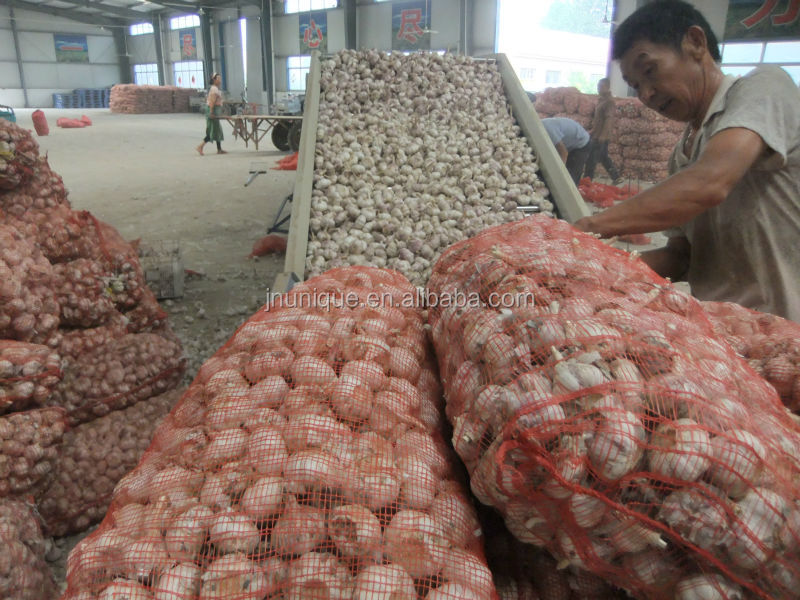 [factory]Shandong fresh garlic in market price