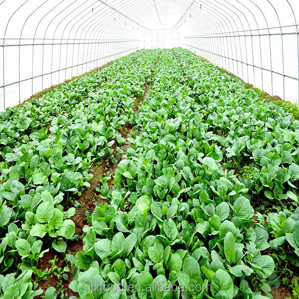 2014 bulk New season iqf frozen sugar snap peas in china