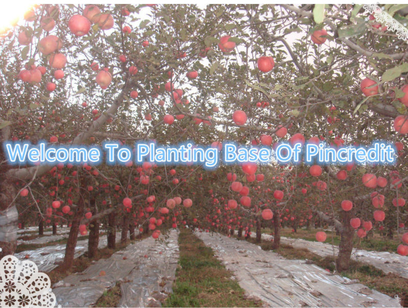 Some in stock fruit juice powder instant apple tea powder