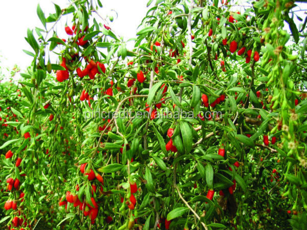 GMP factory produce goji polysaccharide organic goji berry extract