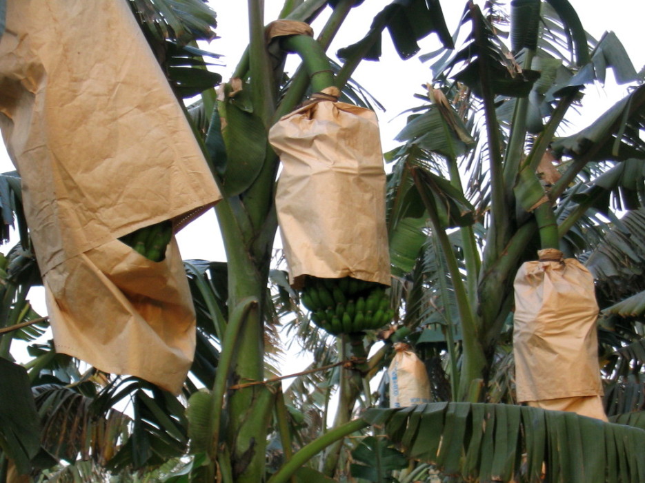バナナ栽培紙袋安い価格で問屋・仕入れ・卸・卸売り