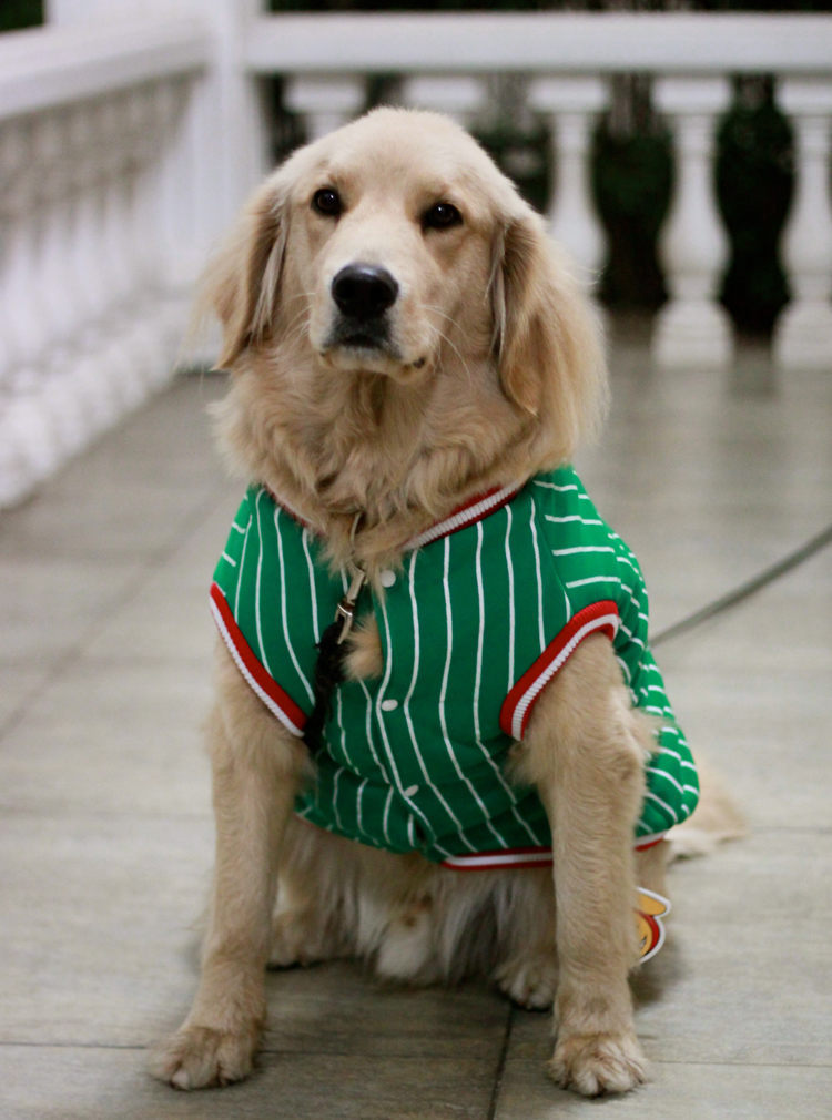 大型犬のペット2014年ゴールデンレトリバーのための布の布問屋・仕入れ・卸・卸売り