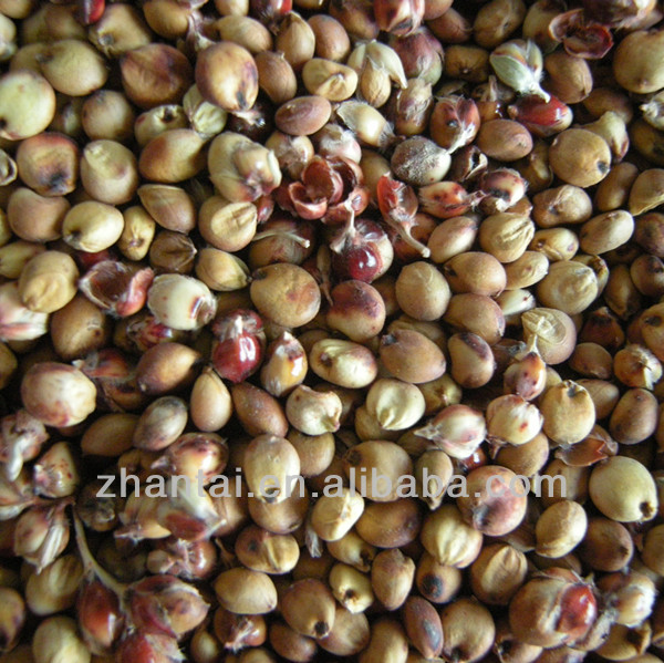 no-gmo corn feed in bulk for sale
