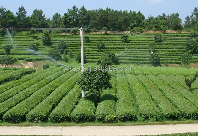 organic green tea/china organic royal green tea