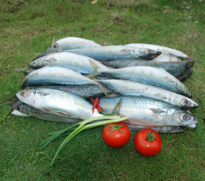 Canned mackerel, canned sardine