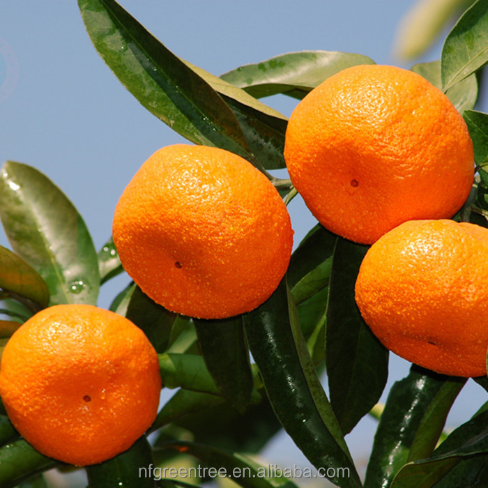 Pampas original mandarin fruits with own orchard and processing factory