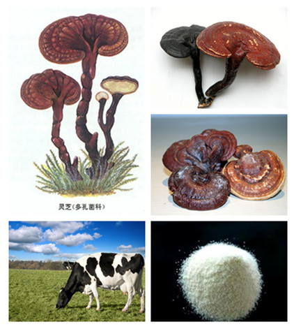 Ganoderma Lucidum Capsule Anti-Radiation