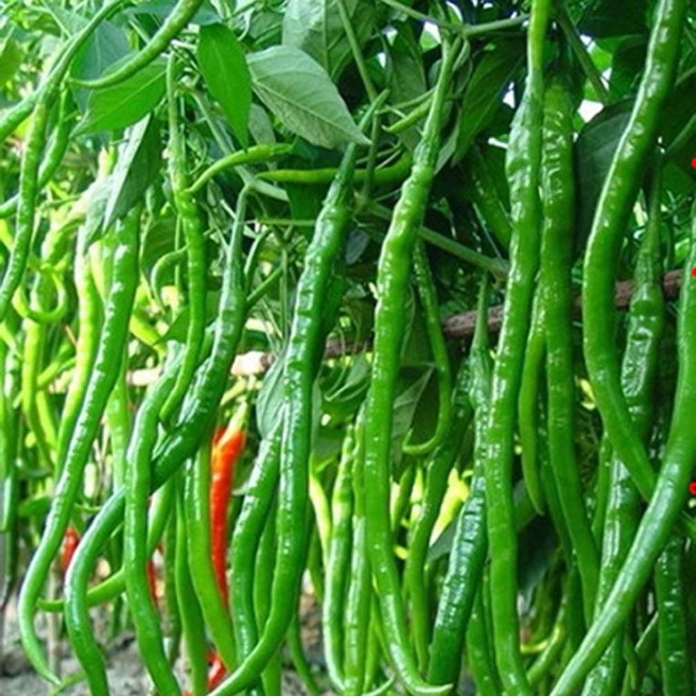 2021 1bag10 Red Hot High Quality And Cheap Spices Spicy