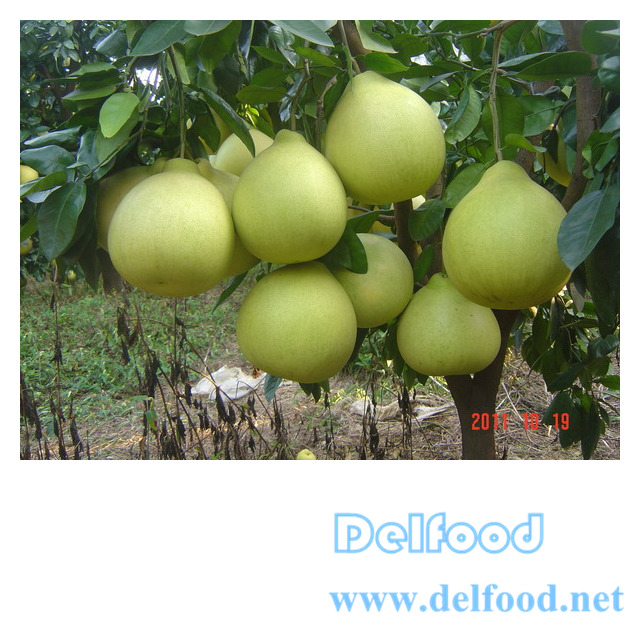 excellent pomelo grapefruit for export