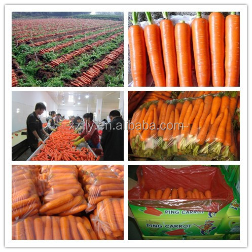 Fresh carrot exporting standard