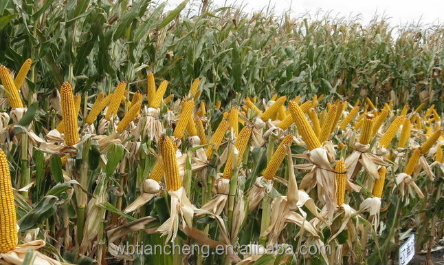 Animal Feed Yellow Corn Maize Low Prices (WBTC0100)