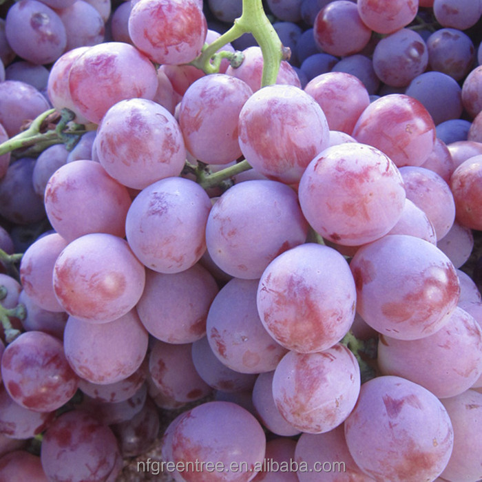 Typical sweet green globe grapes from original supplier,China PamPas