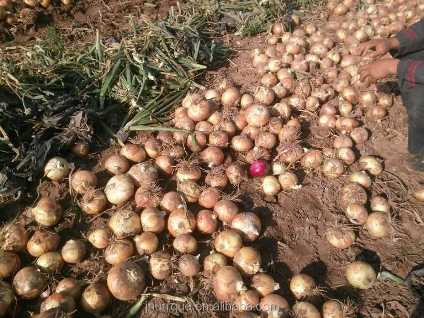 2014 new crop round onion from Gansu