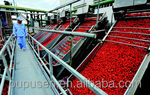 High Quality 700g Tomato Paste Tin Sauce