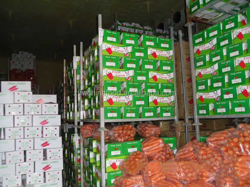 Delicious Fresh Carrot New Carrot Carton Packing