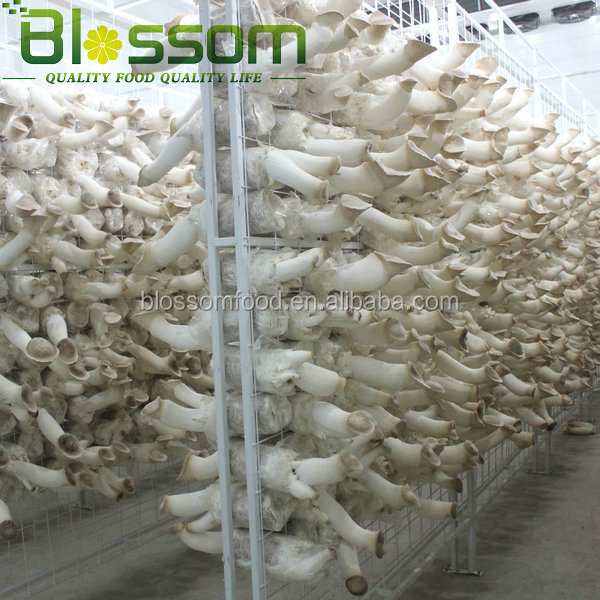 2014 Bulk IQF king oyster frozen sliced mushroom