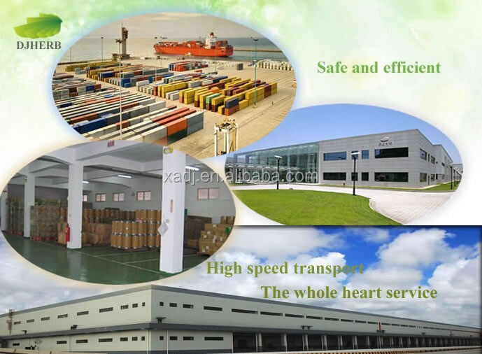 Cocoa seed extract powder natural cocoa extract cocoa seed extract theobromine