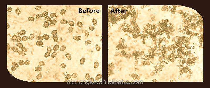 Herbal Ganoderma Lucidum Shell-broken Spore Oil Soft Gel