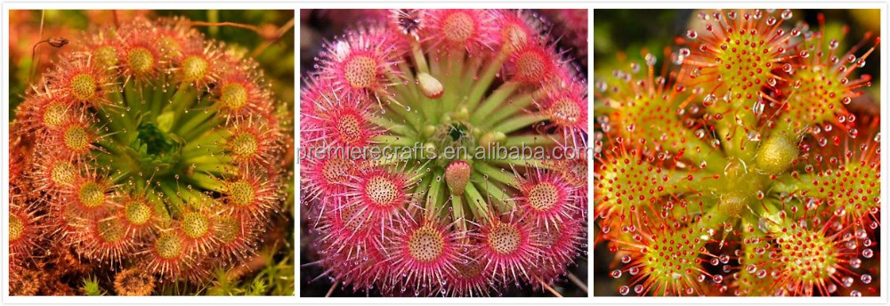 ceramic pot with venus fly trap/carnivorous sundew growing