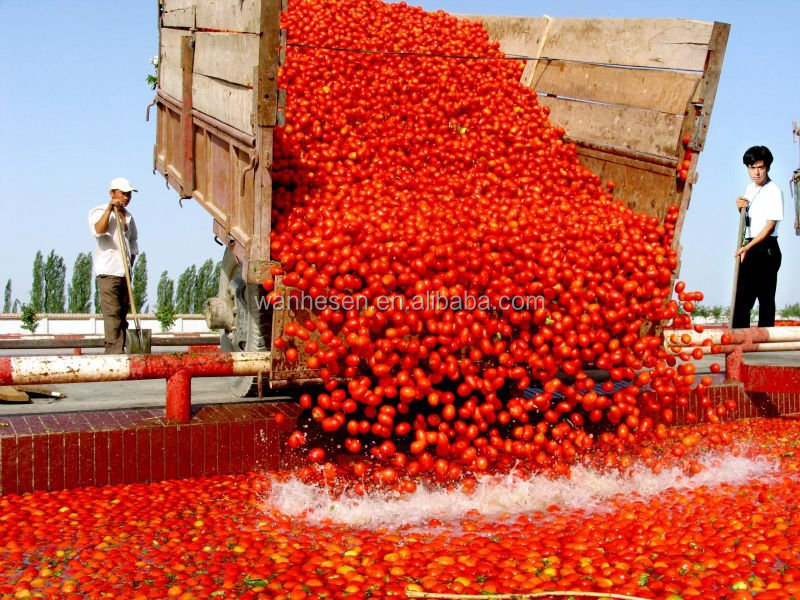 tomato paste bulk price with Brix 28-30% 30-32% 36-38%