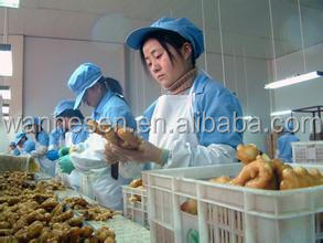cheap price ginger, fresh ginger, half dry ginger -air dry ginger