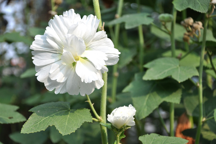 100% Natural Marshmallow