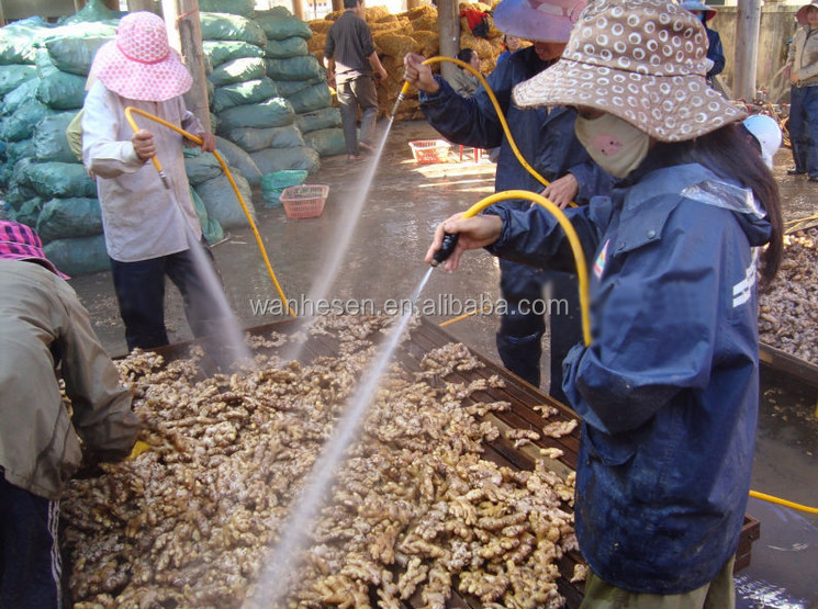 2014 High Quality New Crop Fresh ginger export For UK,CANADA,USA and EU Market 1kg fresh ginger pric