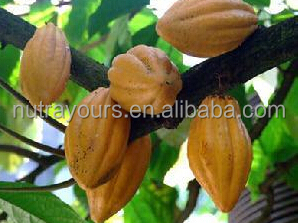 High Quality Cocoa Bean Extract Cocoa Powder