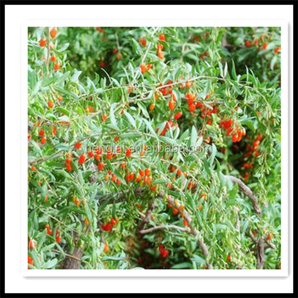 china goji berries/fresh dried goji berry/medlar
