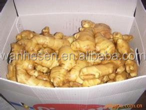 bulk new crop fresh ginger in China