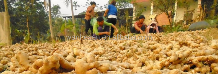 air dry ginger - best price from China