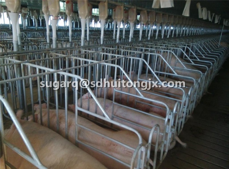 Steel Gilts Dry Sows Stalls For Piggery Farm Buy Gestation,Stainless