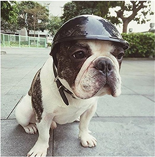 dog cap1.jpg