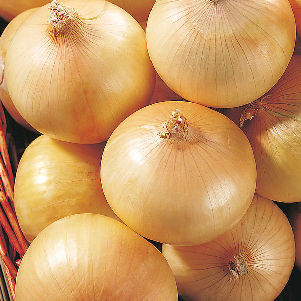 fresh yellow onion red onion