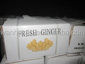 factory fresh ginger, quality fresh ginger, half dry ginger -air dry ginger