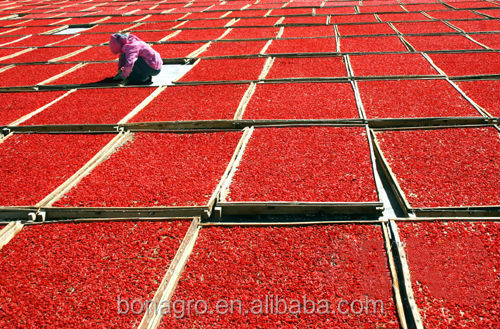 2013 new crop nutrition & regimen dried goji berry good for people