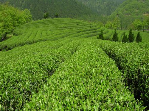 High quality slim fast green tea powder, green tea price per kg , green tea brands