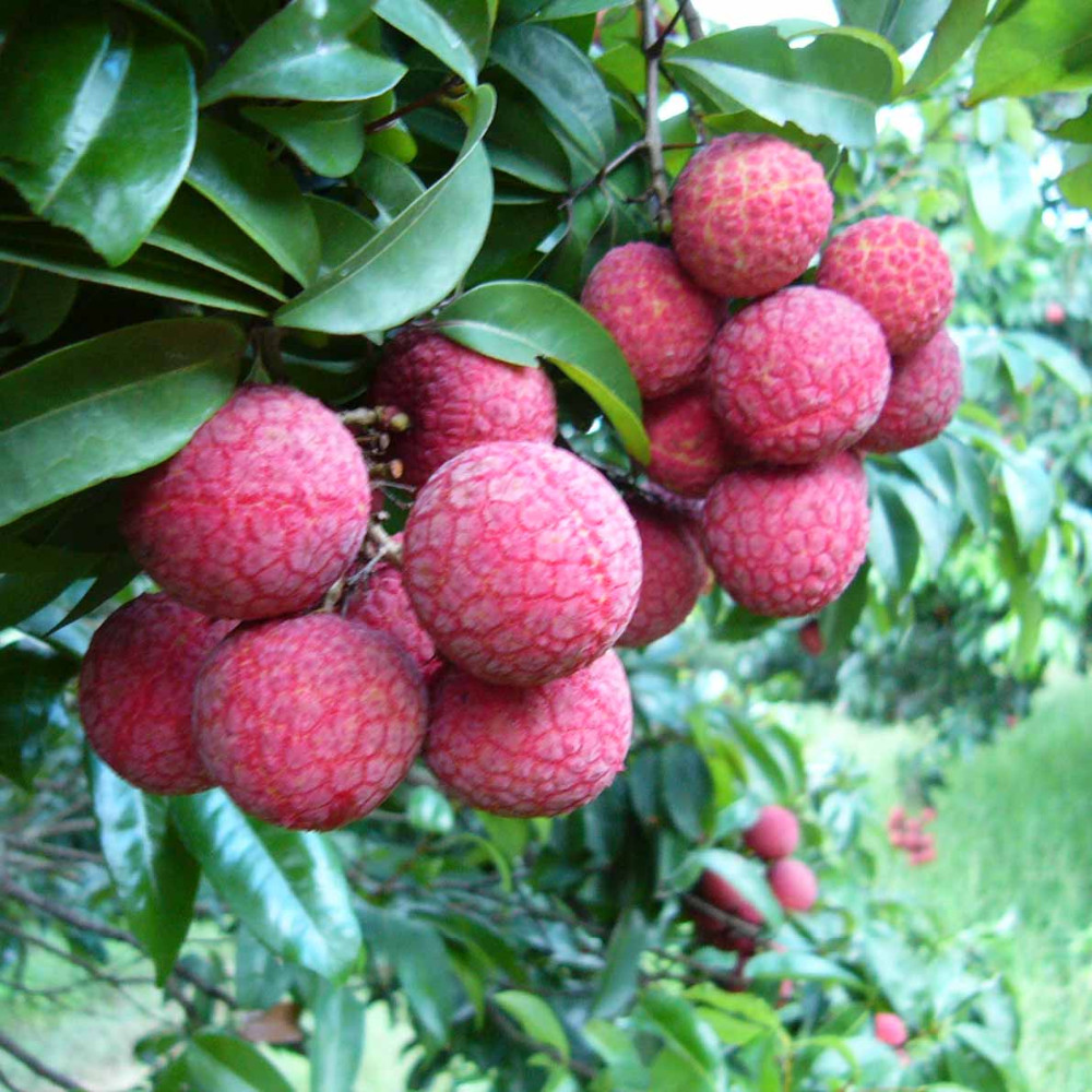 fresh lychee 1.jpg