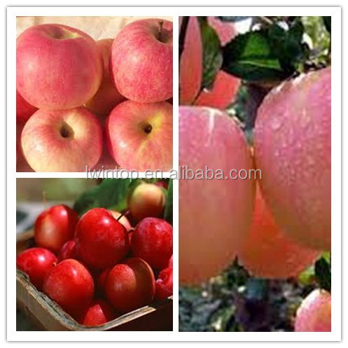 High Quality and Low Price Apple Fresh