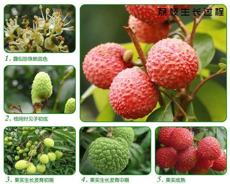fresh lychee 10.jpg