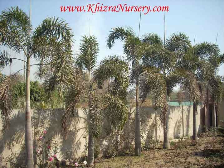 Regret, mature palm tree please the Mature palm tree phrase