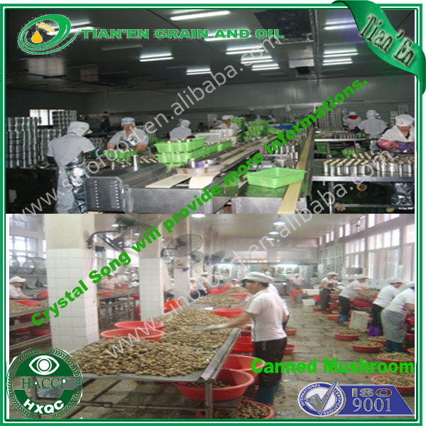 canned mushroom in brine with competitive mushroom price haccp certified products