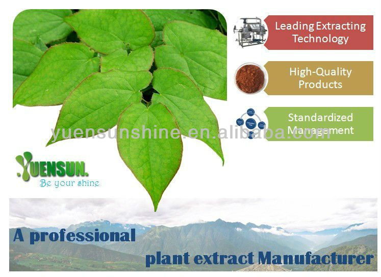 GMP green tea extraction polyphenols powder 50%-98%