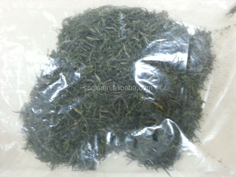 China organic green tea maojian