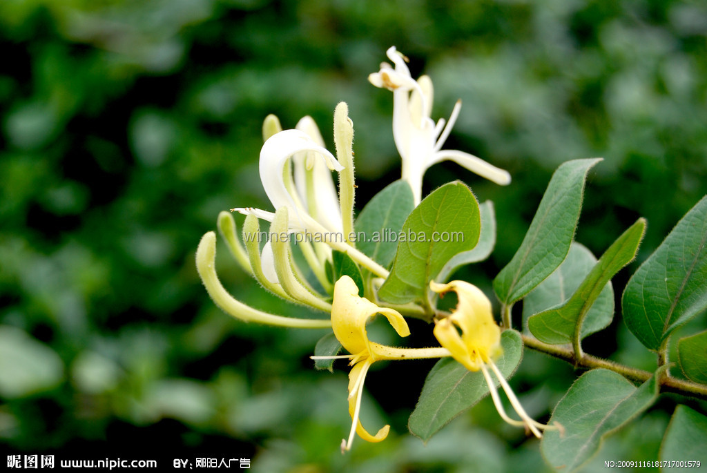 High quality natural dried yellow honeysuckle flower