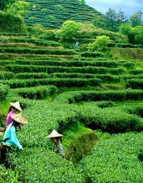 High quality time honored ripe tea puer