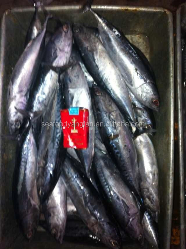 200g up W/R sea frozen bonito and Auxis thazard